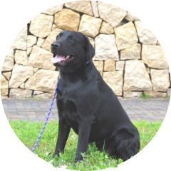 素直なエルダー